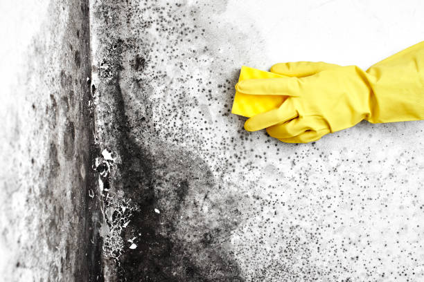 Best Crawl Space Mold Remediation in Machesney Park, IL