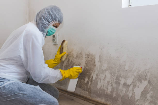 Best HVAC Mold Remediation in Machesney Park, IL