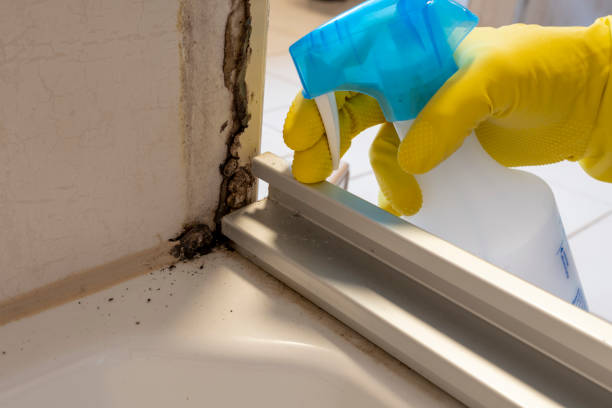 Best Post-Flood Mold Remediation in Machesney Park, IL