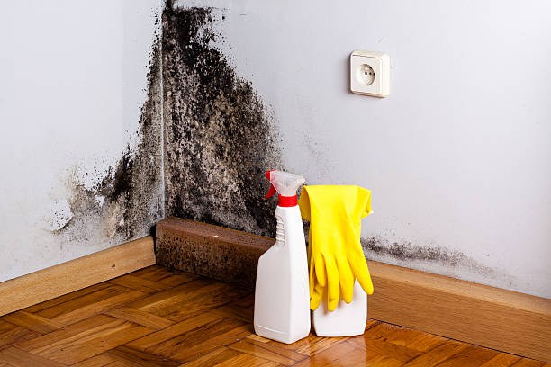 Trusted Machesney Park, IL Mold Remediation Experts